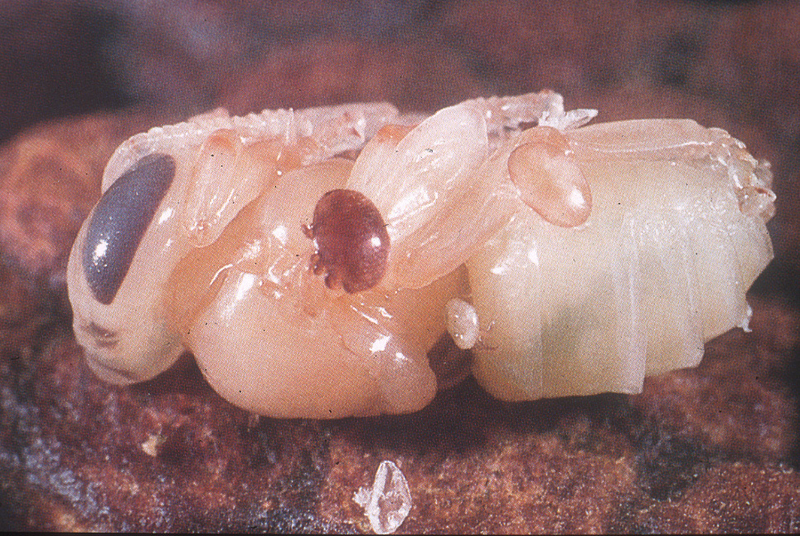 Varroa mites feasting on bee larvae, via Stephen Martin / University of Salford
